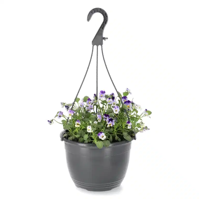 Viola h. basket 22 cm