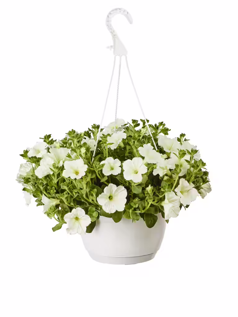 Petunia i ampel