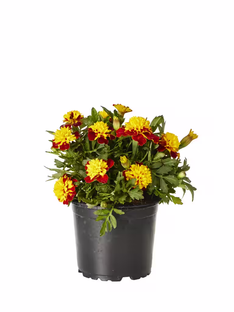 Tagetes small fl. Bicolor 12 cm