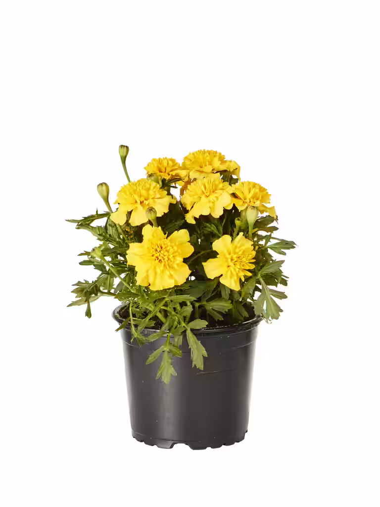 Tagetes small fl. Yellow 12 cm