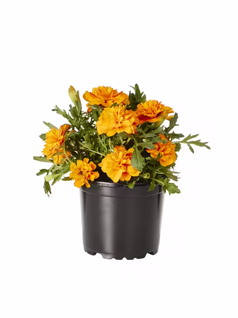 Tagetes small fl. Orange 12 cm