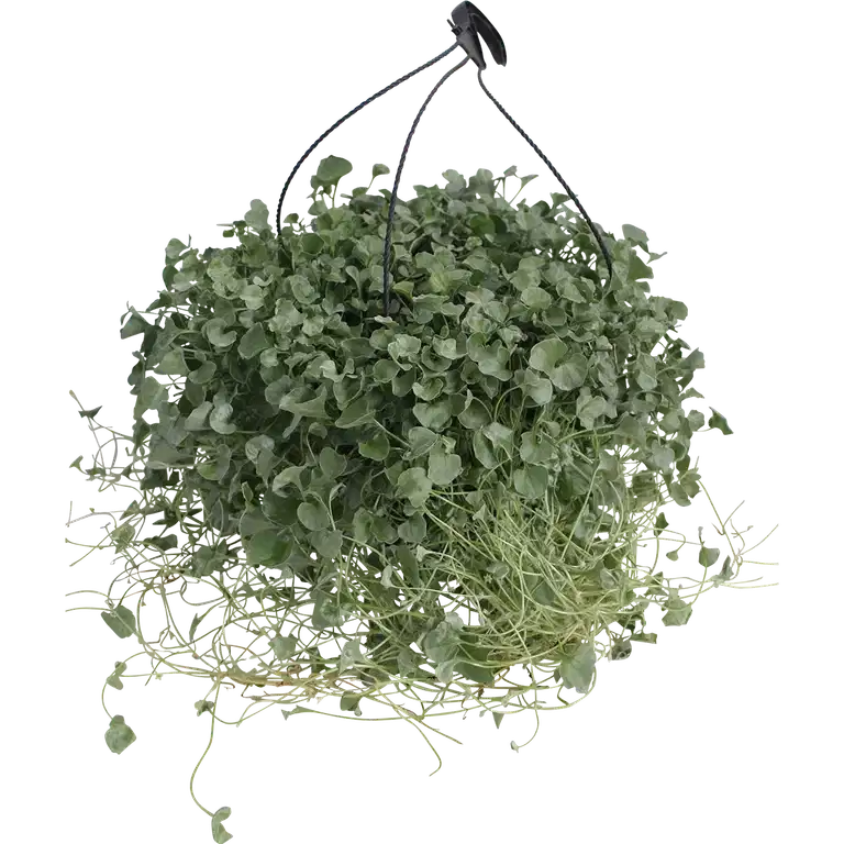 Dichondra 'Silverfall'  h. basket 25 cm