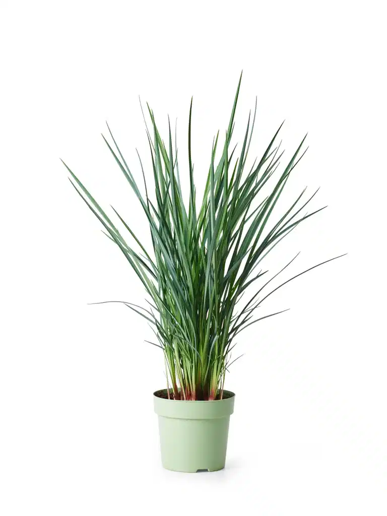 Linlilje ‘Cool Vista’