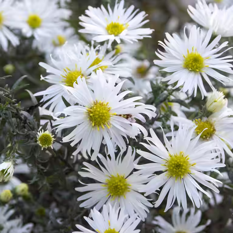 Lyngasters 'Snow Flurry'