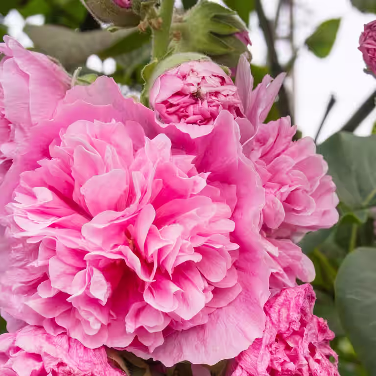 Alcea rosea 'Pleniflora' Rose