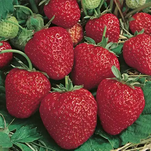 Fragaria x ananassa 'Polka' 6-pack