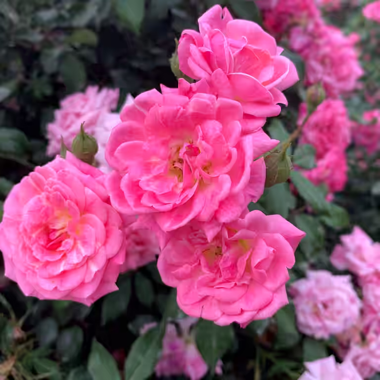 Buskrose 'Romanze'
