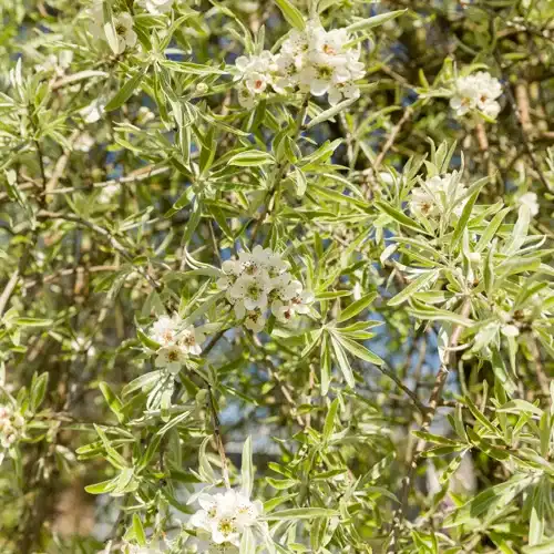 Pyrus salicifolia DIS® E  120sth 10L