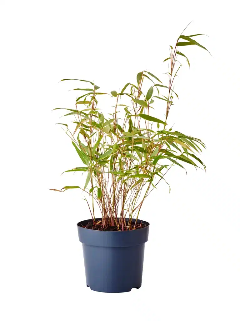 Gullrørbambus 'Rufa'