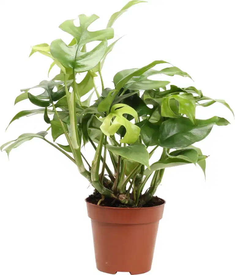 Monstera 'Minima'