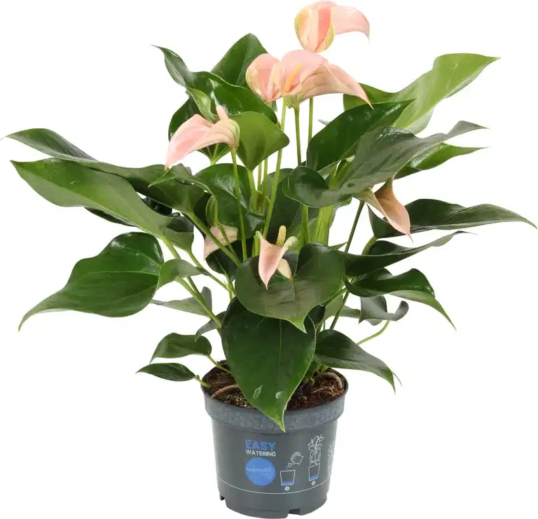 Flamingoblomst