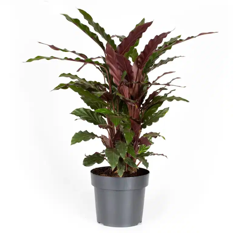 Calathea 'Rufibarba'