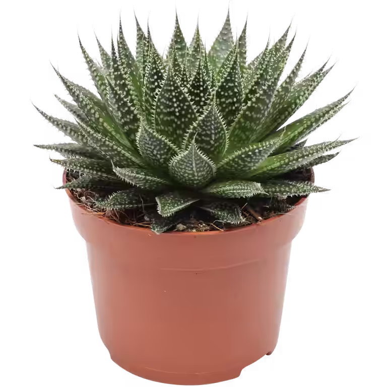 Børstealoe