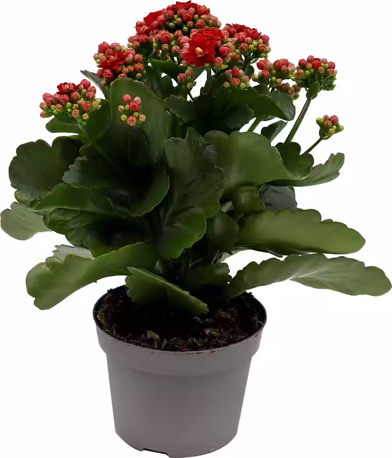 Ildtopp