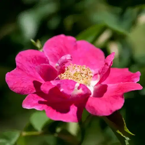 Klaserose BEE FRIENDLY ROSA