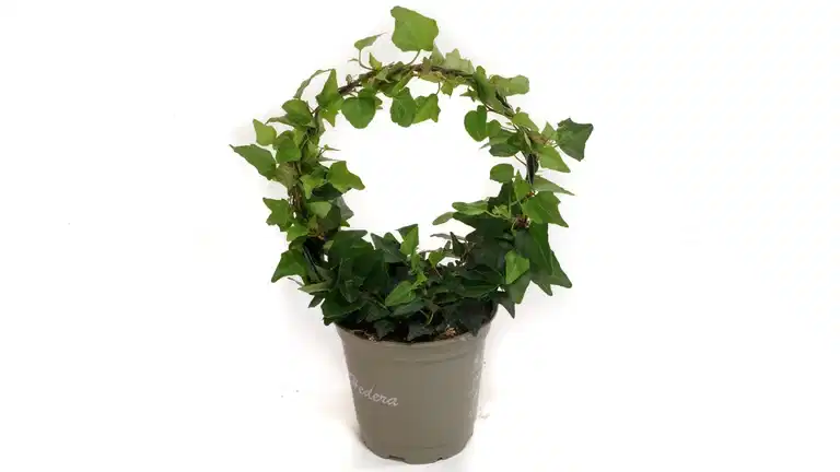 Hedera helix small bow 12 cm