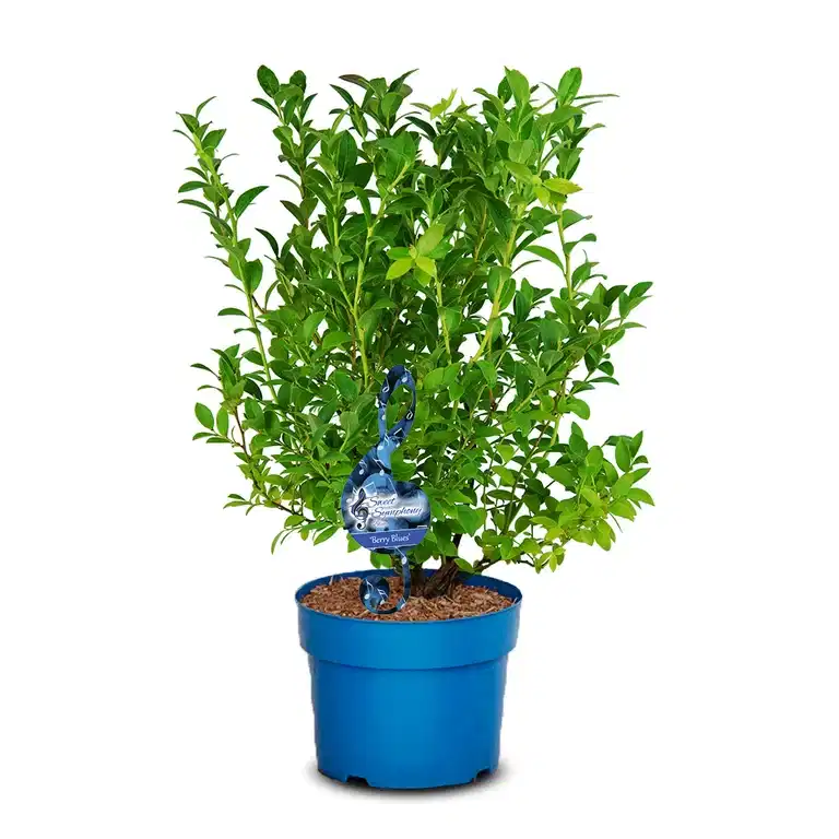 Hybridblåbær 'Berry Blues'