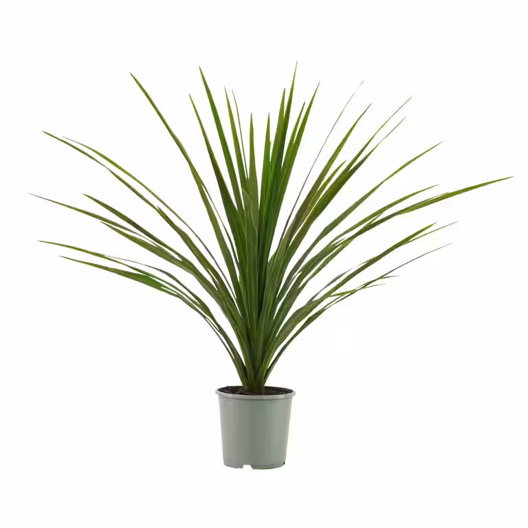 Cordyline a. 'Verde' 17 cm