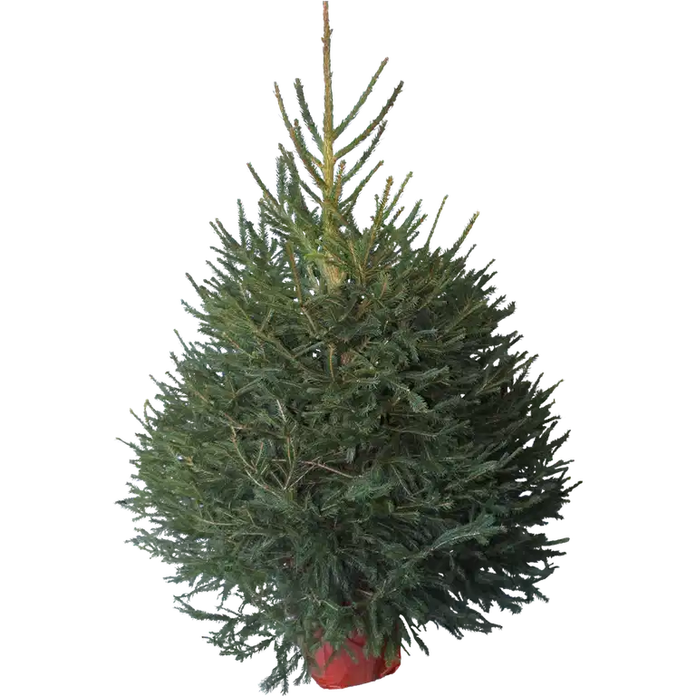 Picea abies 130 cm 27 cm