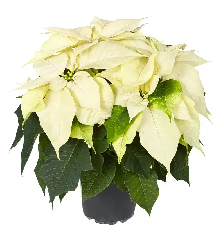 Julestjerne flergrenet