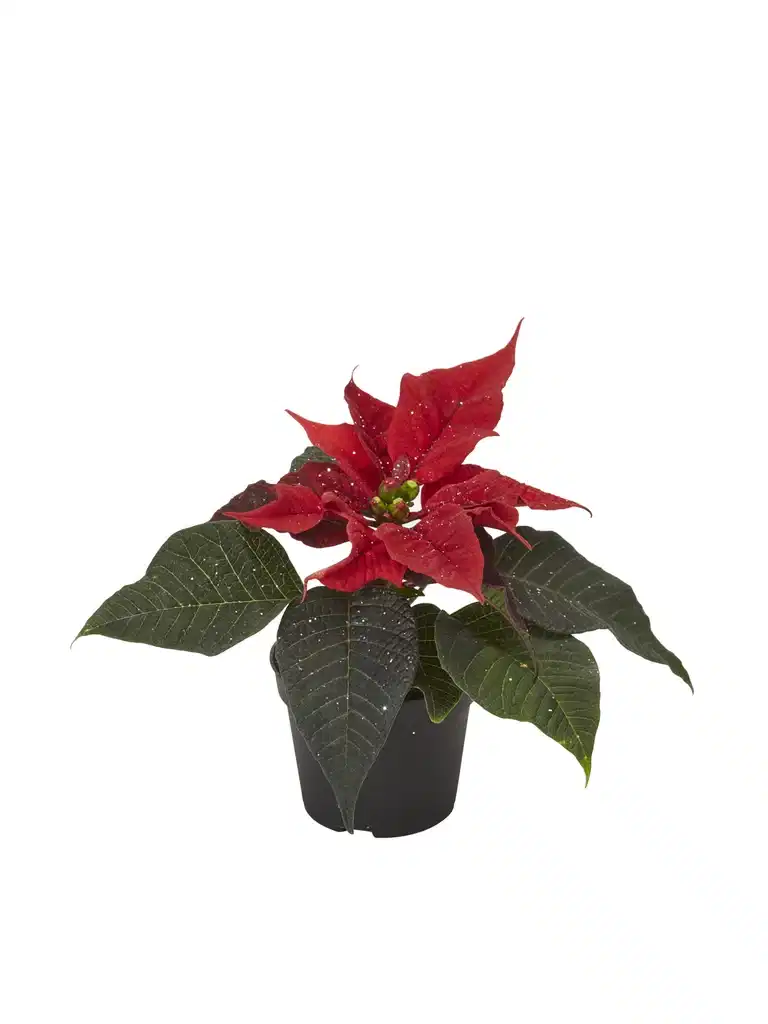 Julestjerne mini med glitter