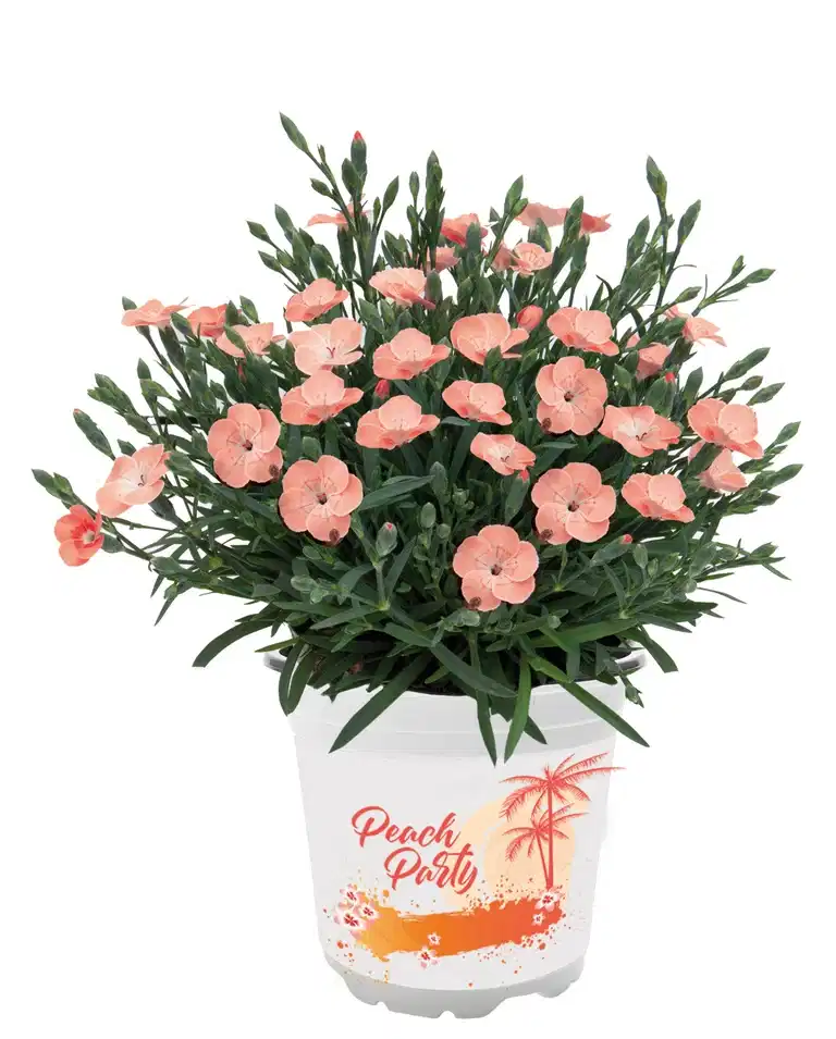 Hybridnellik 'Peach Party'