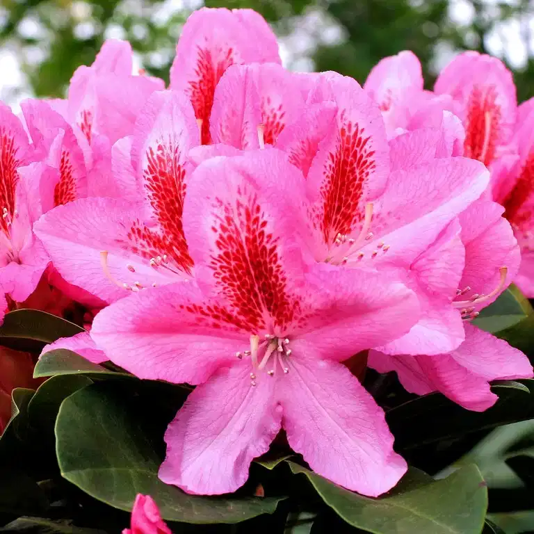 Rododendron 'Furnivall's Daughter'