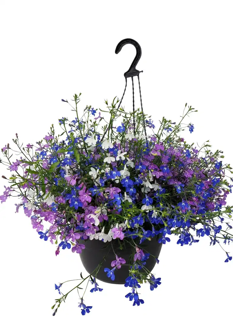 Lobelia 'Romantic Garden' i ampel