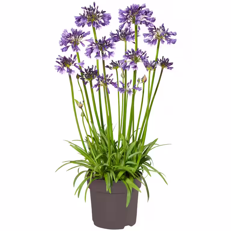 Afrikas blå lilje 'Poppin Purple’