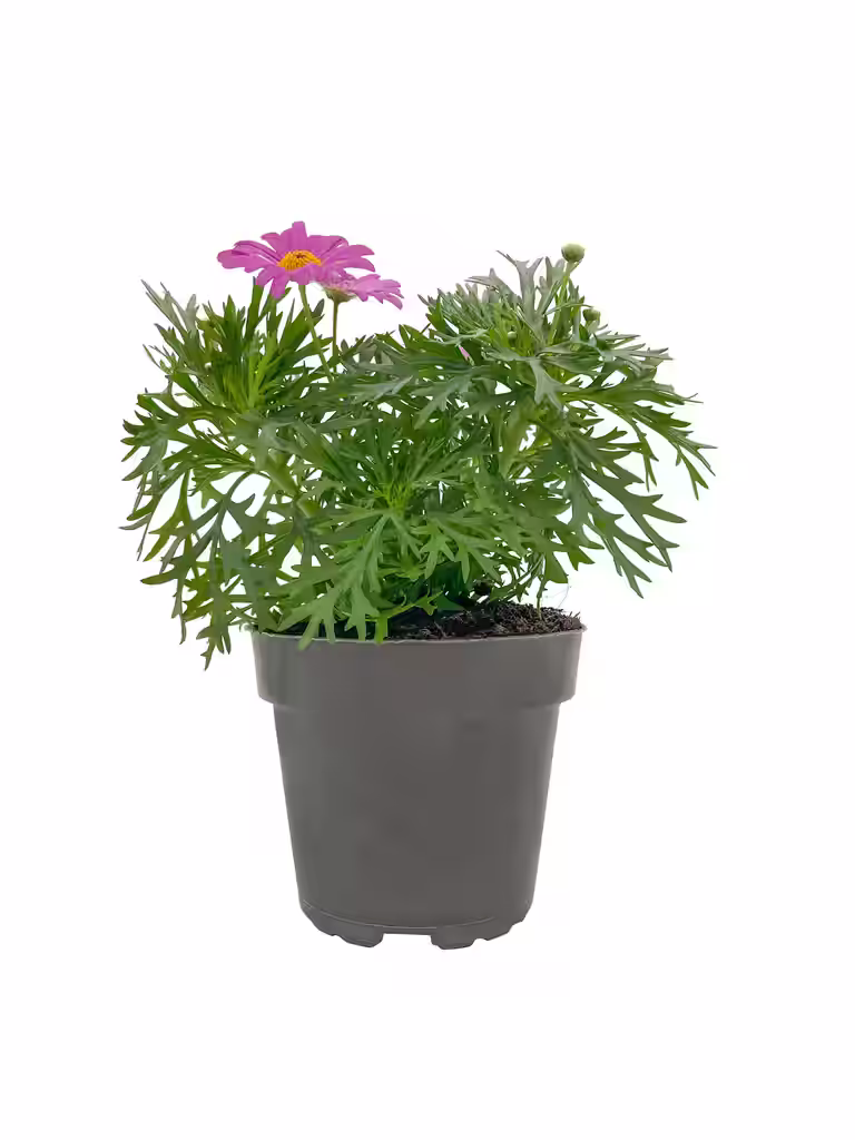 Margeritt