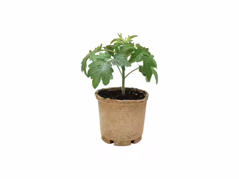 Plommetomat 'Dadel Dasher'