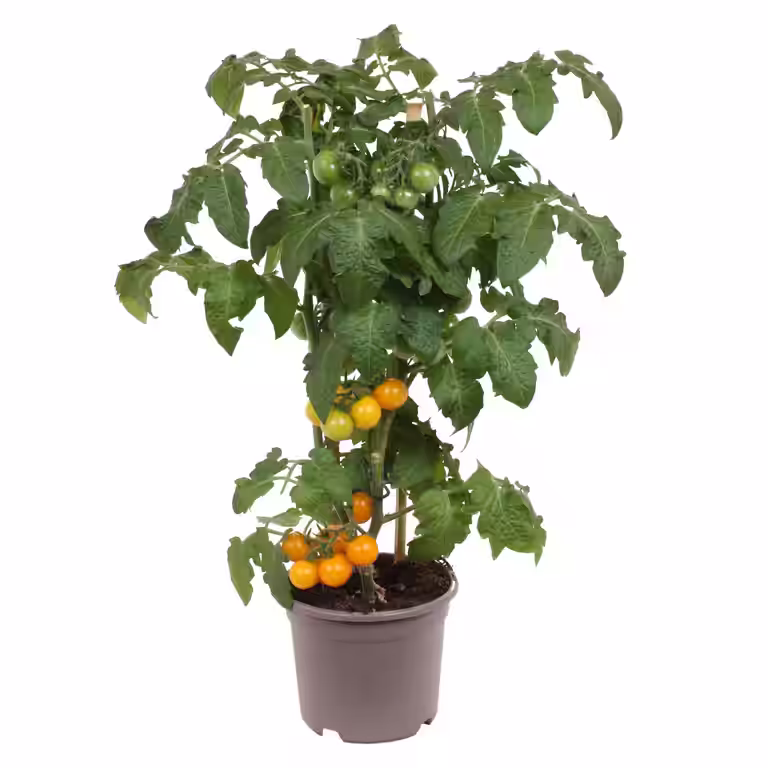 Gul tomat 'Candy Berry'