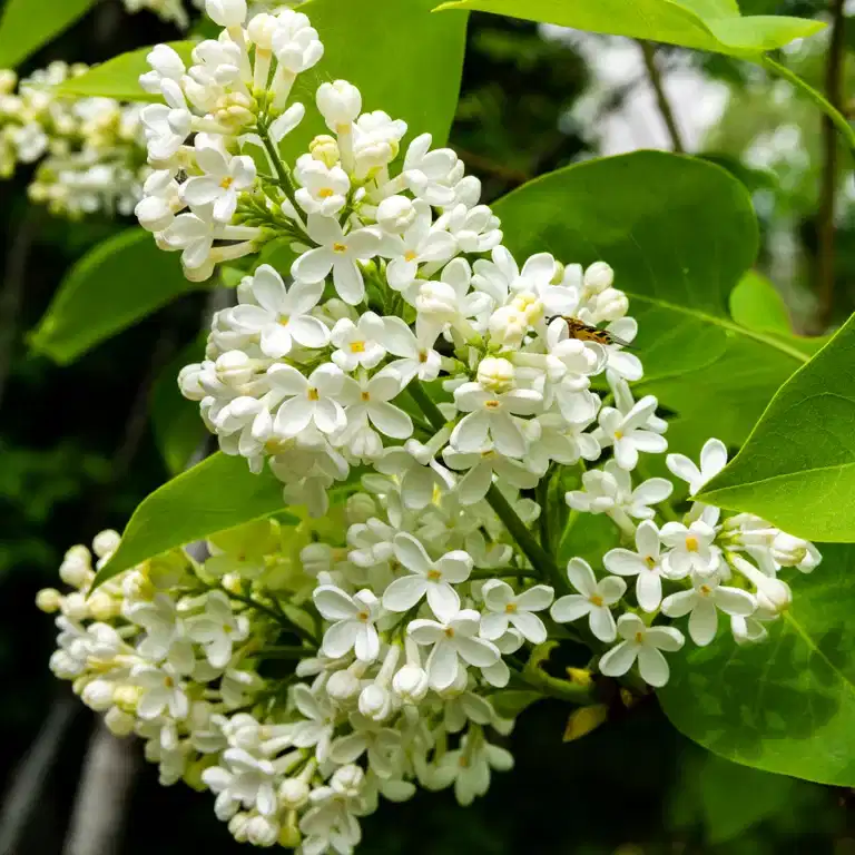 Prestonsyrin 'Agnes Smith'