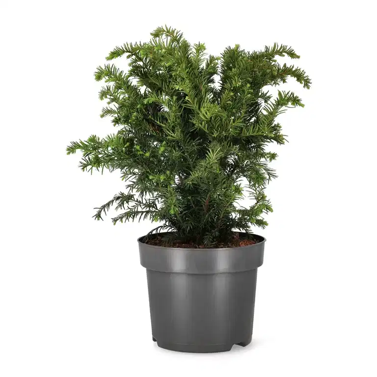 Europabarlind 'Repandens'