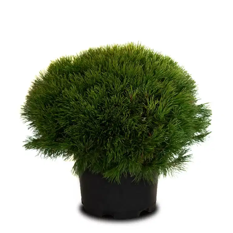Buskfuru 'Living Stone'
