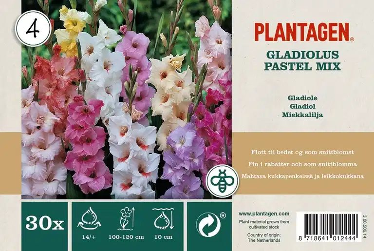 Gladiol pastel Miks