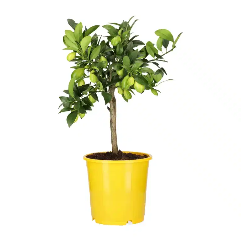 Oppstammet limequat