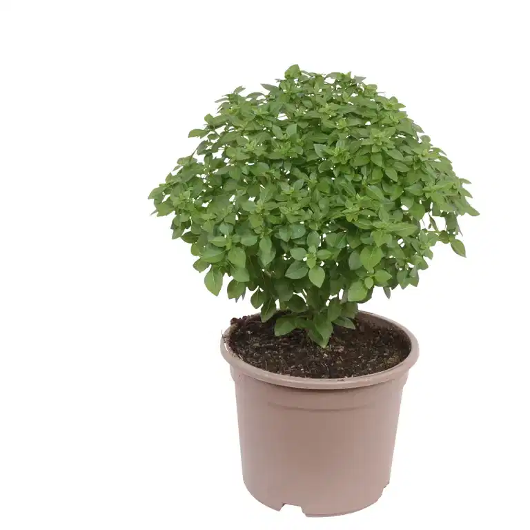 Småbladet basilikum 'Greek Bush'