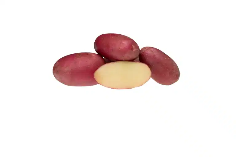 Settepotet Evolution