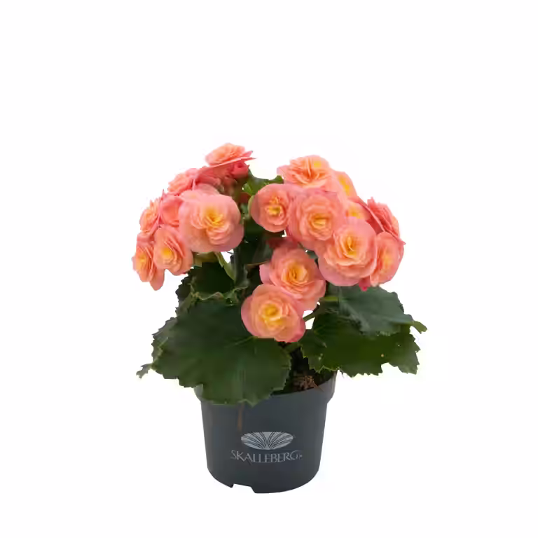 Begonia