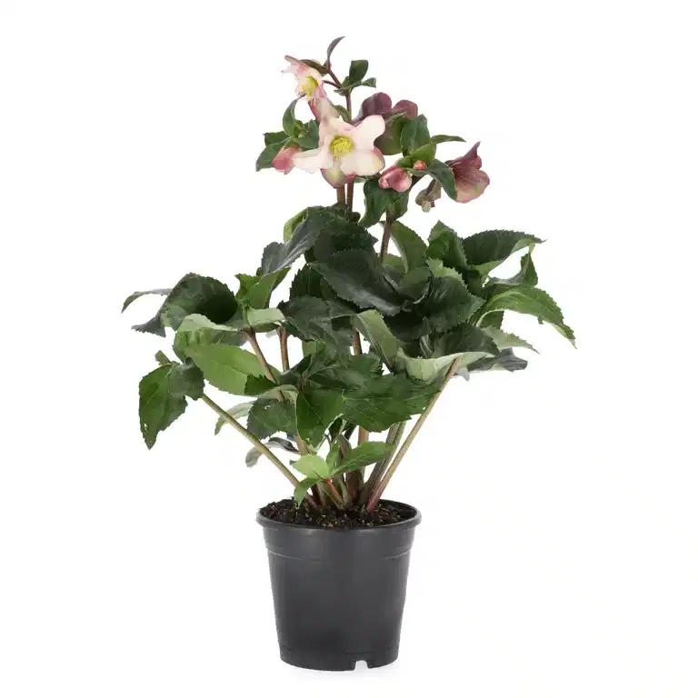 Julerose ICE 'N' ROSES EARLY PINK