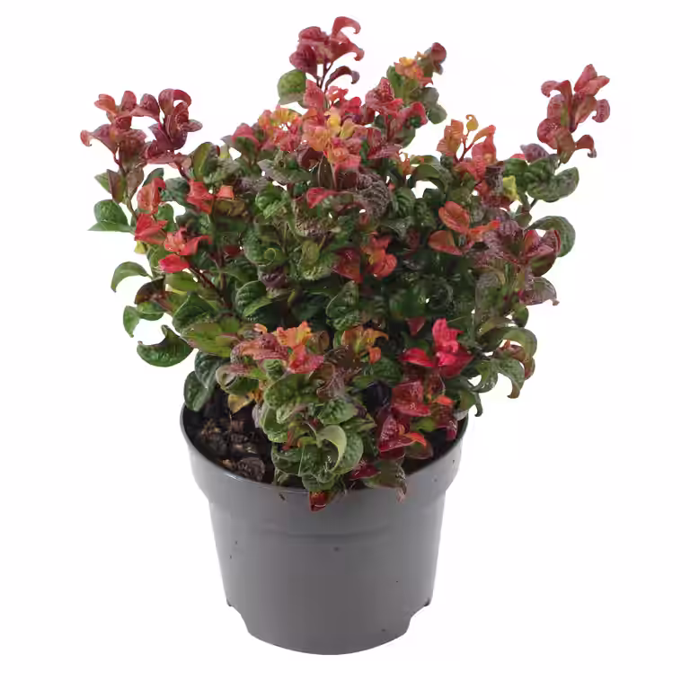 Leucothoe axillaris 'Curly Red'