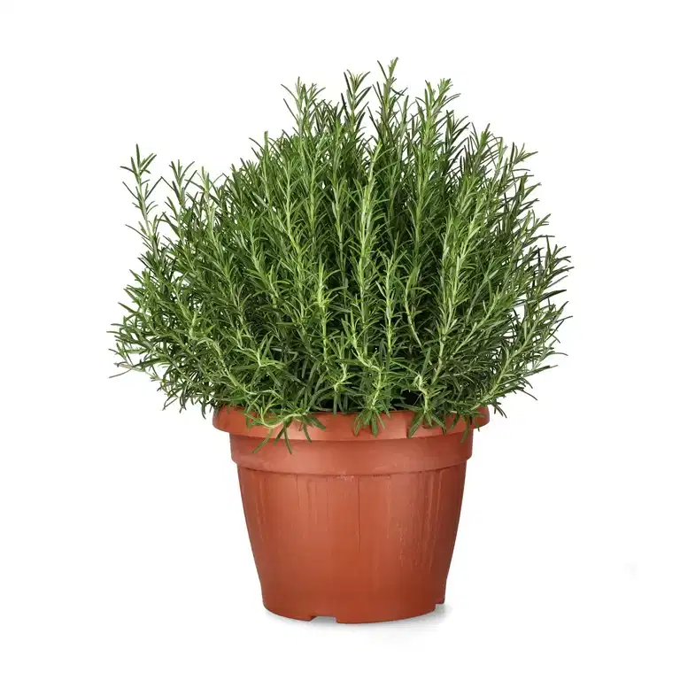 Rosmarinus officinalis 30 cm