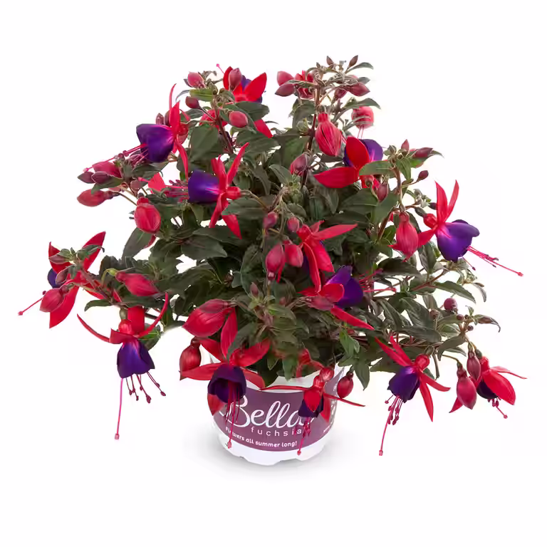 Fuchsia 'Bella'