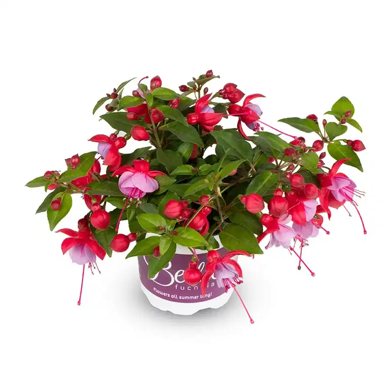 Fuchsia 'Bella'