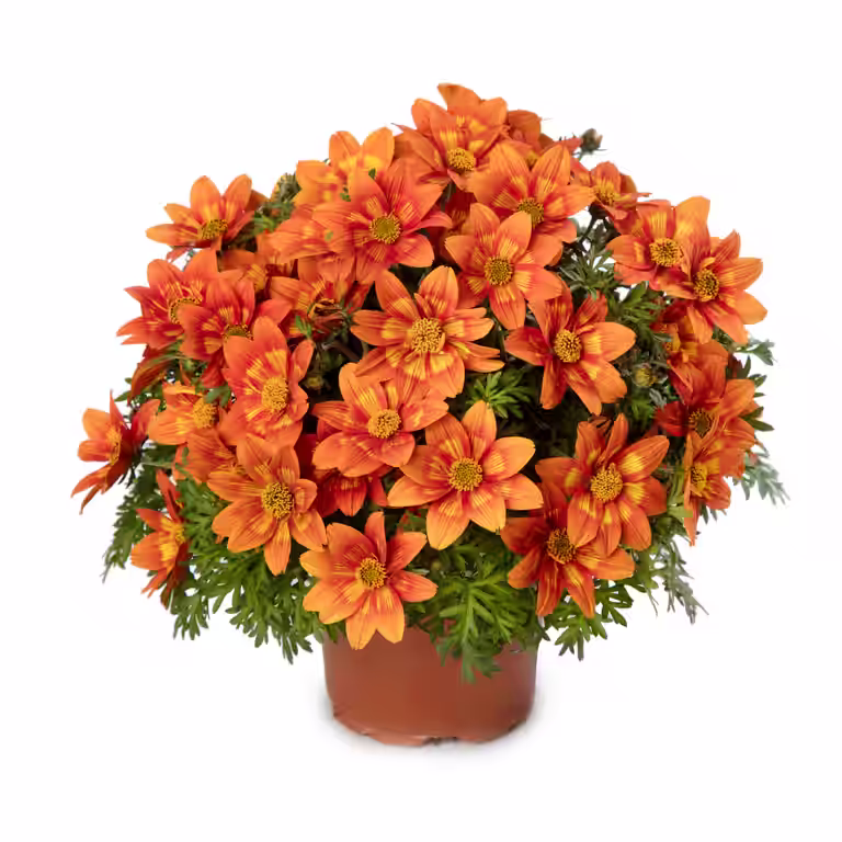 Bidens 'Glowing Sky’