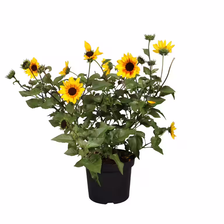 Solsikke SUNBELIEVABLE ’Brown Eyed Girl’