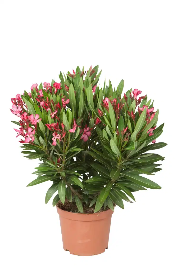 Oleander