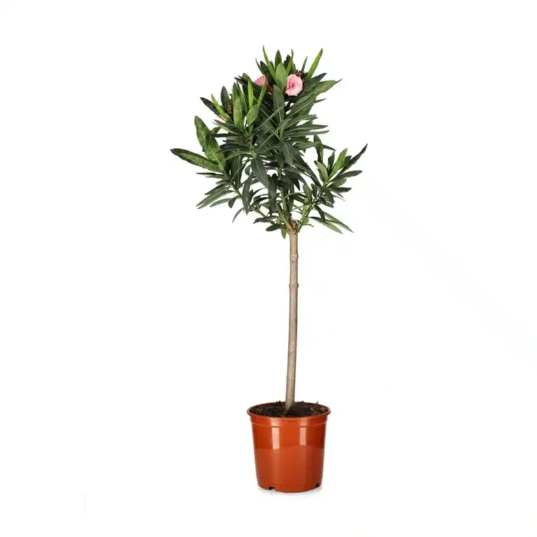 Oppstammet oleander