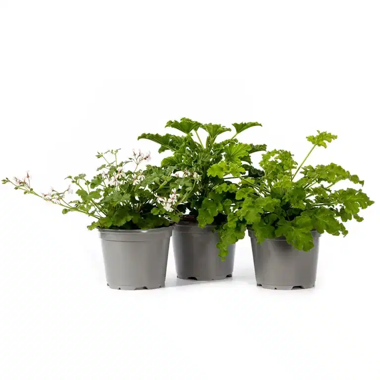 Duftpelargonium